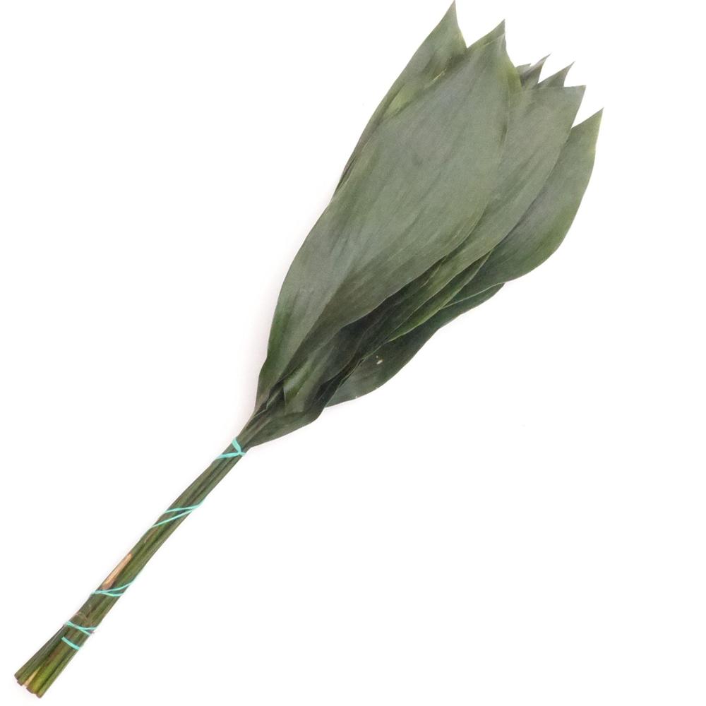 Zeleň - aspidistra střední DIRECT (esp) bal.