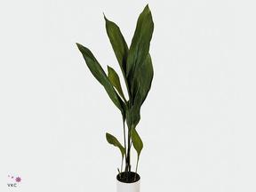 Zeleň - aspidistra střední svazek - ES