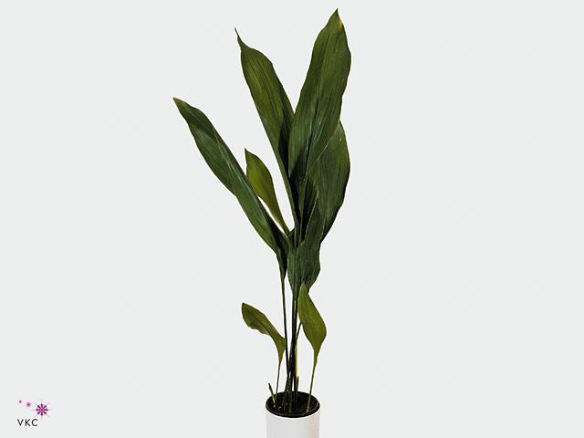 Zeleň - aspidistra střední svazek - ES