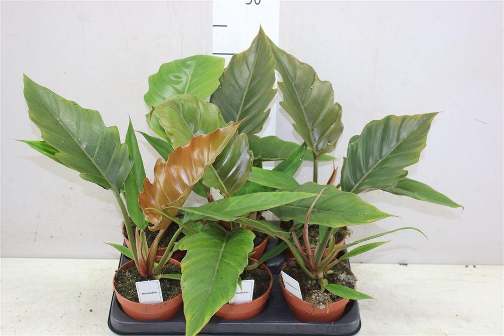 Philodendron Choco