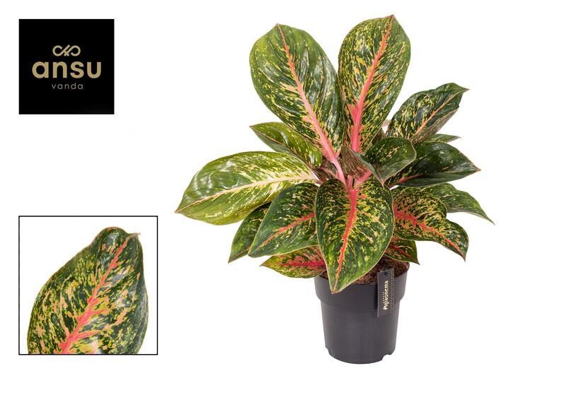 Aglaonema Lychee Red