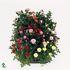 Rosa Star bicolor