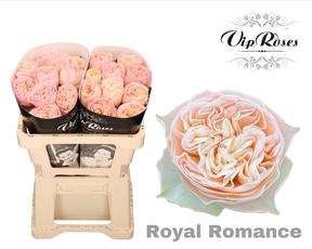 Rosa gr royal romance
