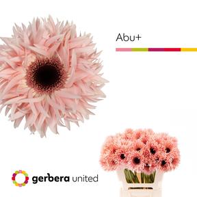 Gerbera plastic spider abu