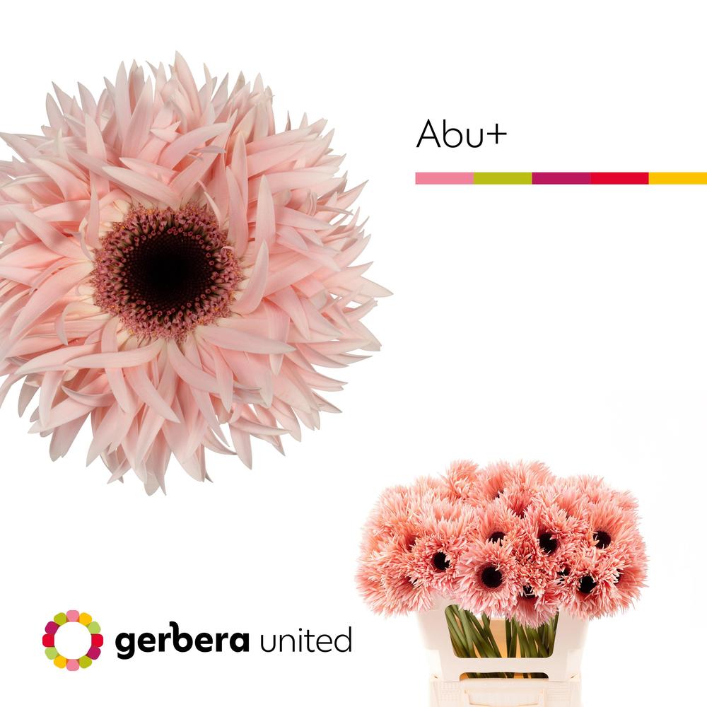 Gerbera plastic spider abu