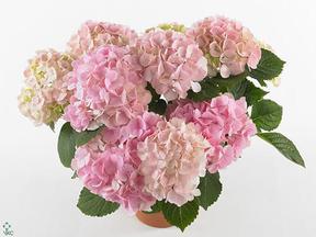 Hydrangea Fushion 1květ