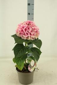 Hydrangea Fushion 1květ