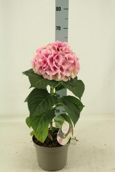 Hydrangea Fushion 1květ