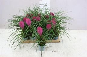 Tillandsia Anita keramika