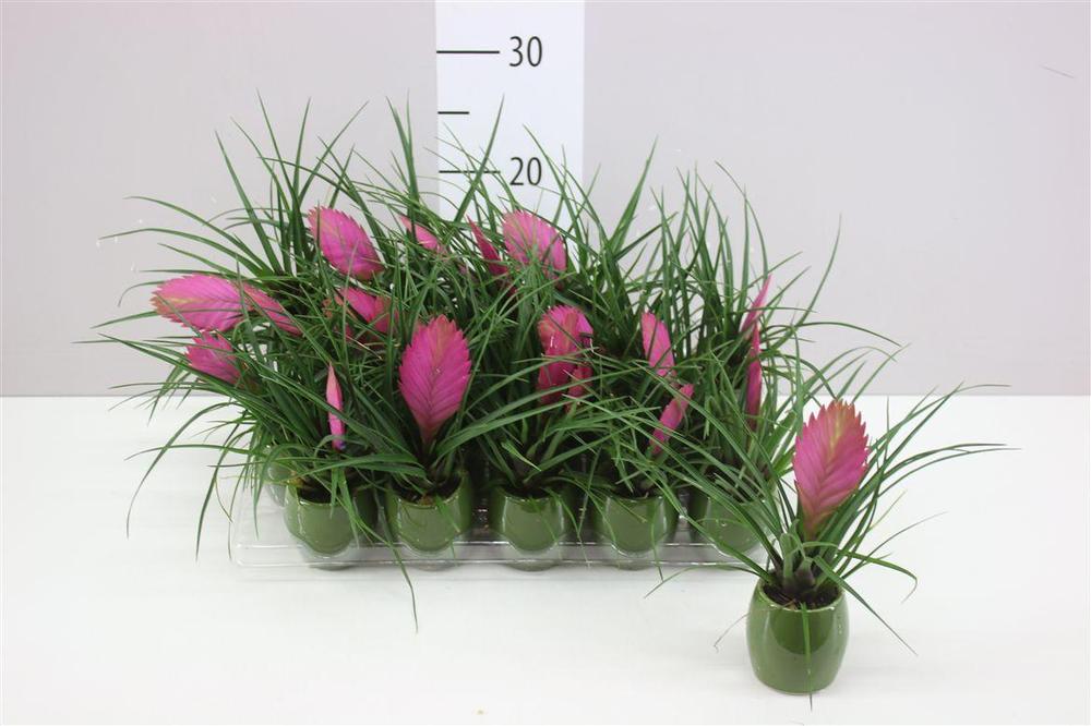 Tillandsia Anita keramika
