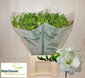 Freesia do romantic white