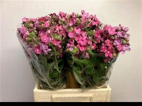 Oxypetalum pink harmony