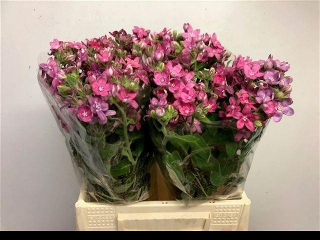 Oxypetalum pink harmony