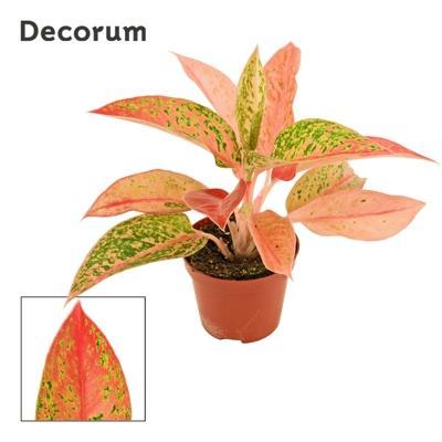 Aglaonema Prestige