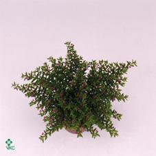 Cuphea hyssophifolia 
