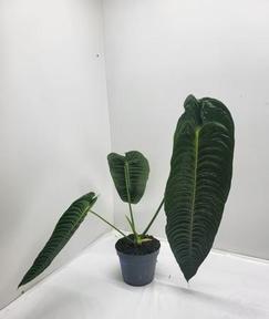 Anthurium
