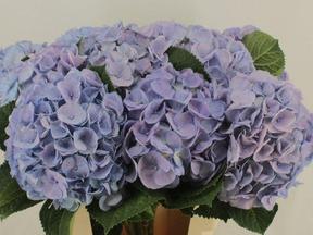 Hydrangea my beautiful heaven