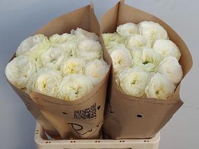 Rosa gr lotti