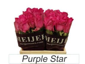 Rosa purple star