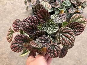 Peperomia caperata Lucinda