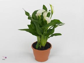 Zantedeschia Morning Sun