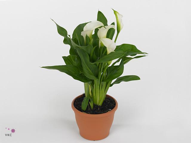 Zantedeschia Morning Sun