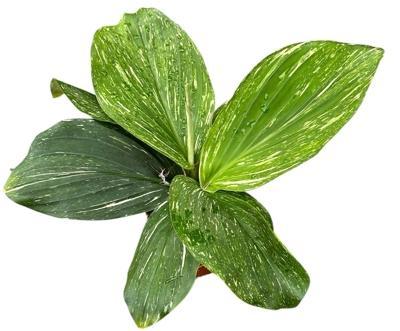 Kaempferia pulchra Marble variegata