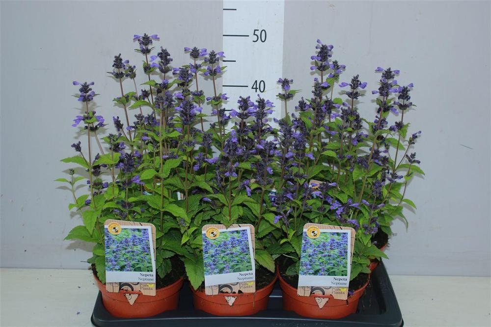 Nepeta Neptune