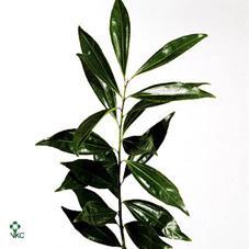 Zeleň - cocculus - ES