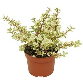 Portulacaria Variegata