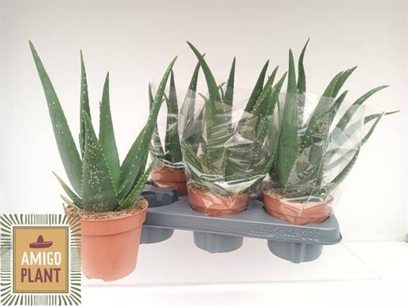 Aloe Equator