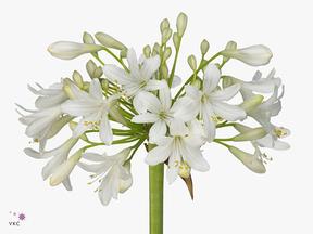 Agapanthus mara