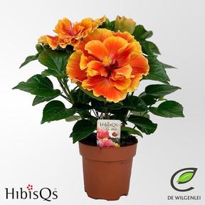 Hibiscus Apollo double