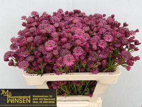 Astrantia purple sensation