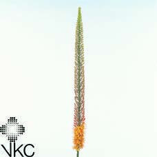 Eremurus rumba