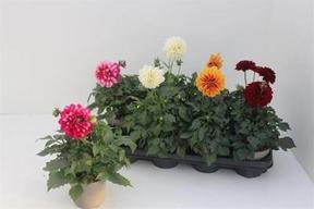 Dahlia mix