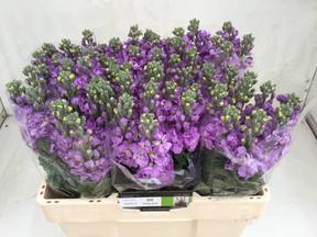 Matthiola impala lavender