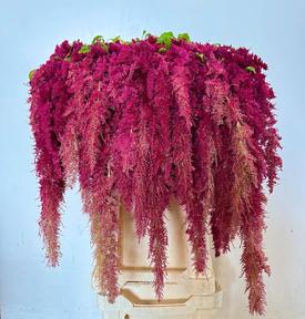 Amaranthus red spider
