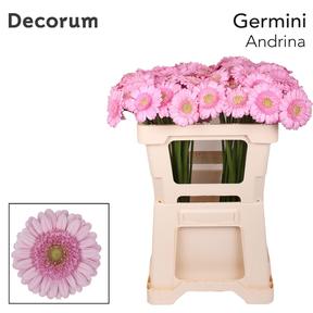Germini plastic andrina+