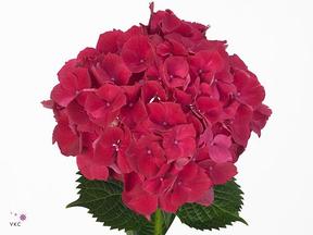 Hydrangea magical rubyred