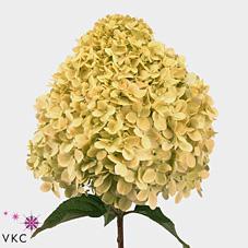 Hydrangea limelight