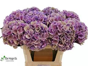 Hydrangea royal love classic