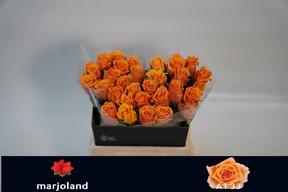 Rosa gr novi!