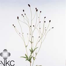 Sanguisorba officinalis