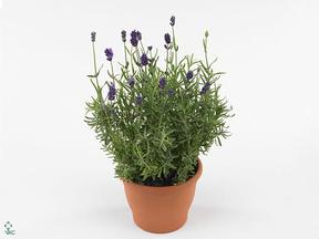Lavandula angustifolia Platinum white