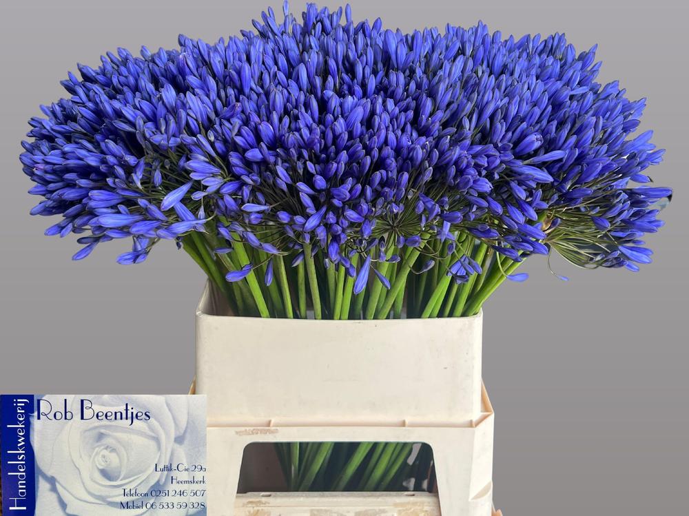 Agapanthus blue giant