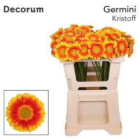 Germini plastic Kristoff