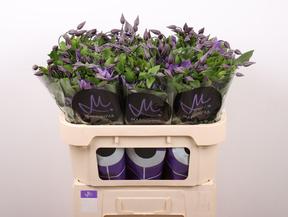 Clematis amazing sofia