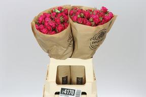Rosa tr domino