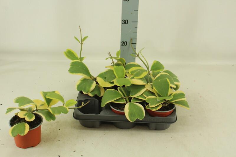 Hoya kerrii Variegata